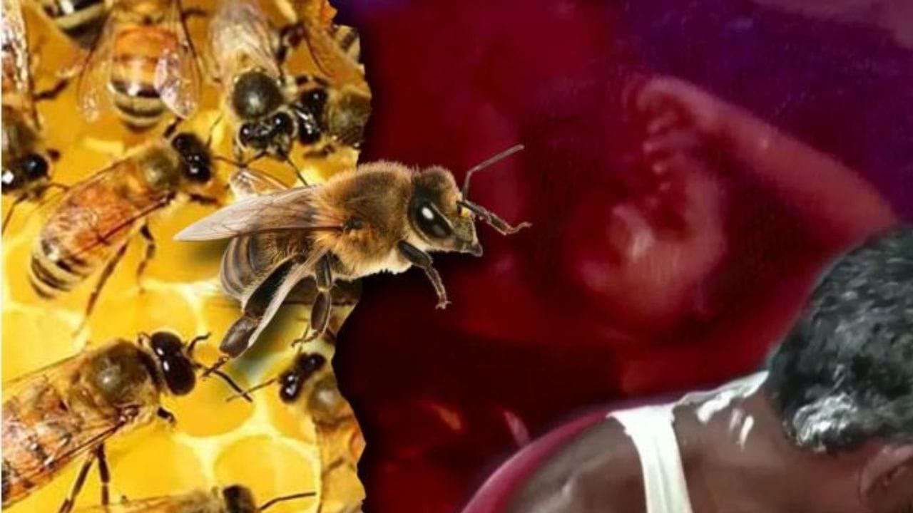 पसौद में मनरेगा मजदूरों पर किया मधुमक्खियों के झुंड ने हमला, पांच मजदूर घायल